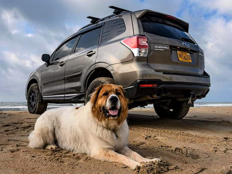 Forester Sj Rear Subaru Forester SJ Lift Kit – SubieLiftOz